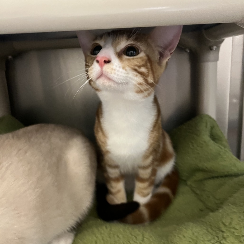 CHEDDAR - Domestic Shorthair available for adoption