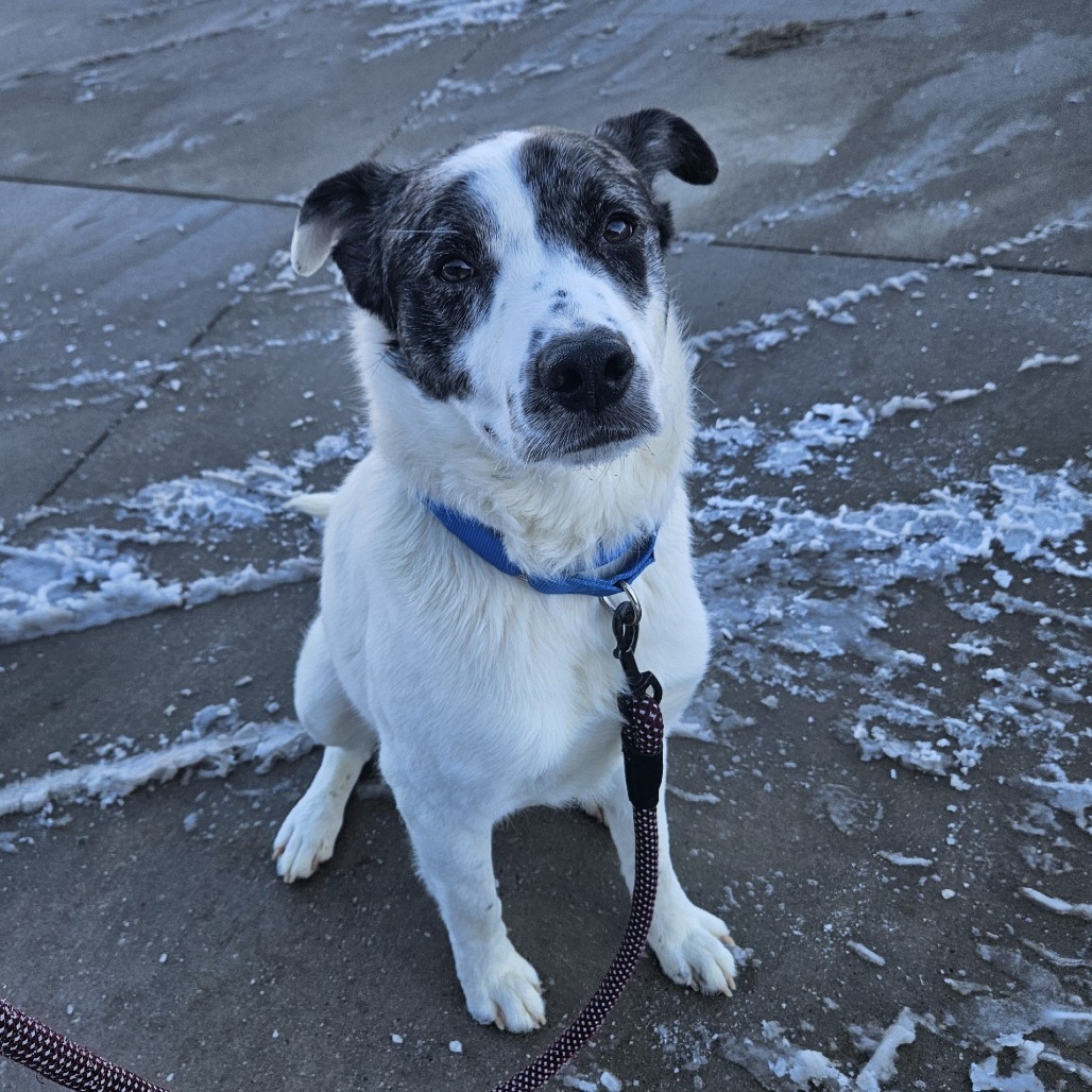 Rocky — thumbnail 4