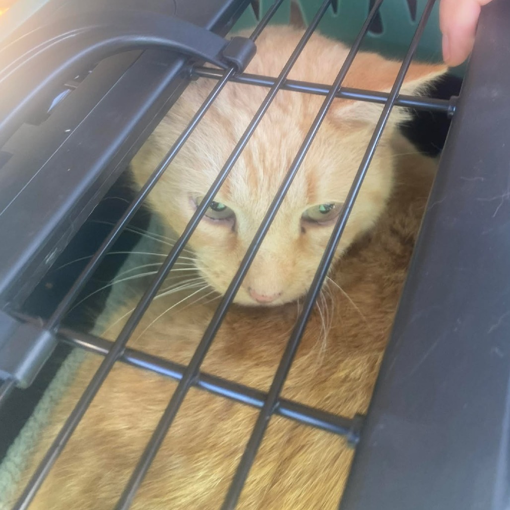 Mr Orange — thumbnail 2