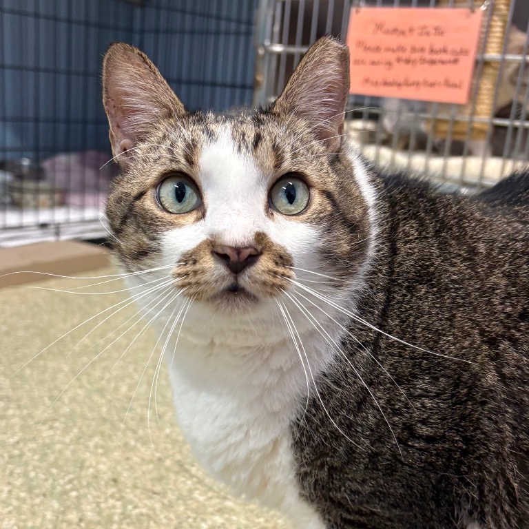 Image of Stinker looking at the camera