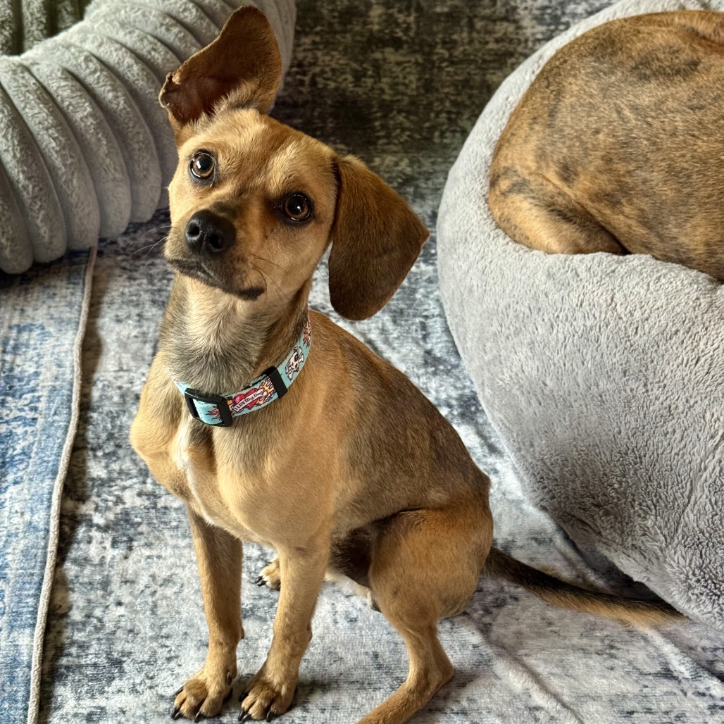 Chico is available for adoption at Rocket Dog Rescue Inc.