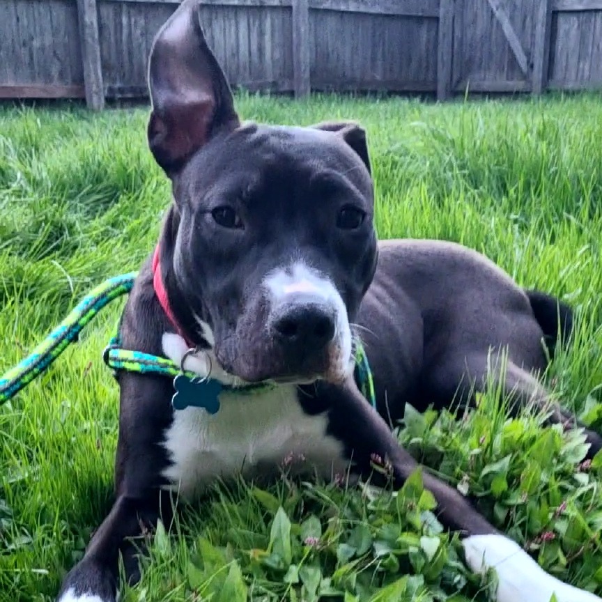 Italian Butter Cookie, a Terrier, Pit Bull