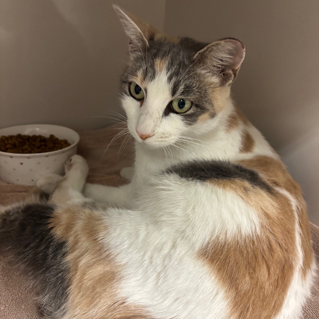 Dolly - Domestic Shorthair