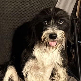 DASH - Shih Tzu / Terrier, Boston available for adoption