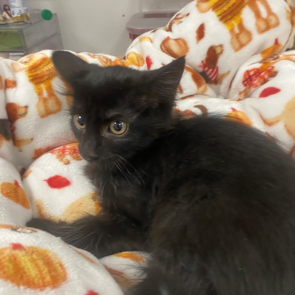 COAL - Domestic Shorthair available for adoption