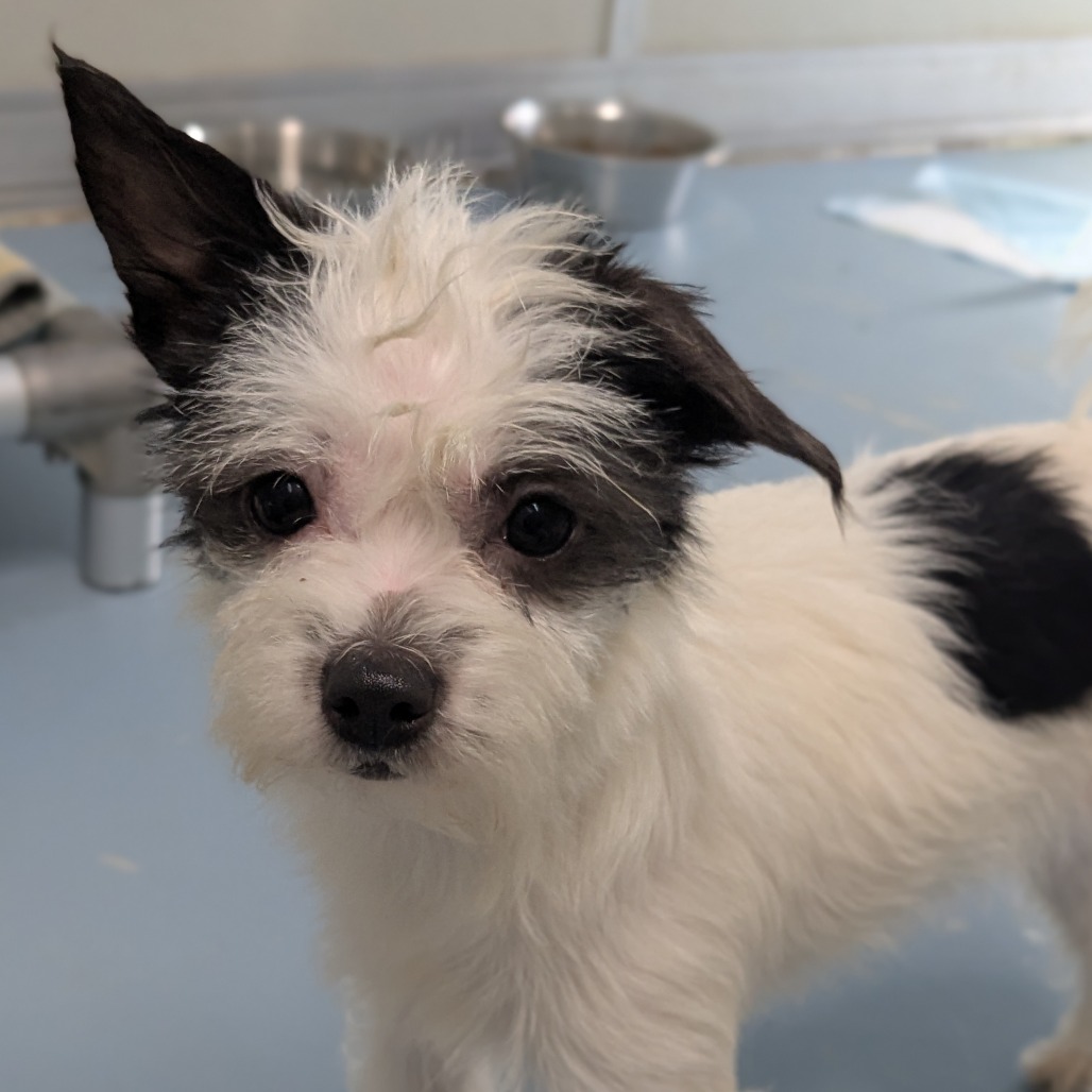 Maybelle — thumbnail 3