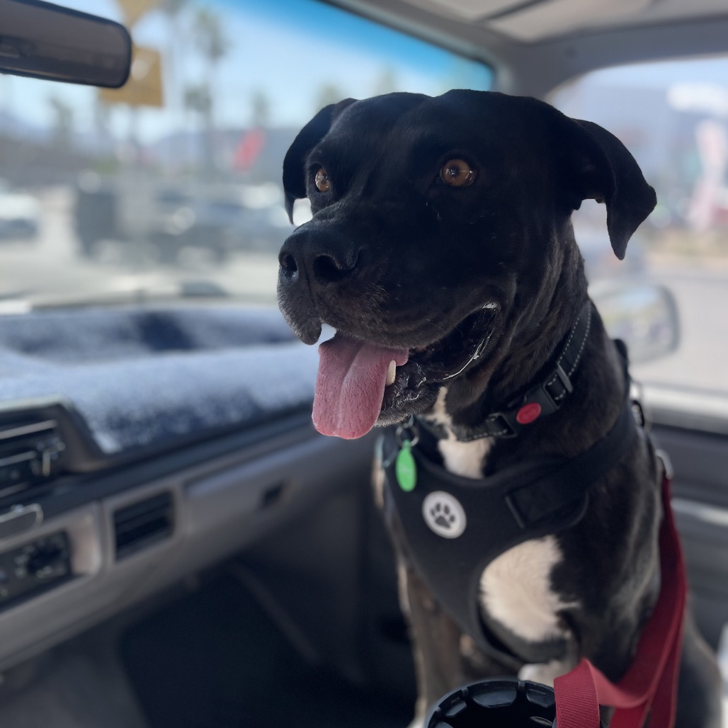 Toro In Foster