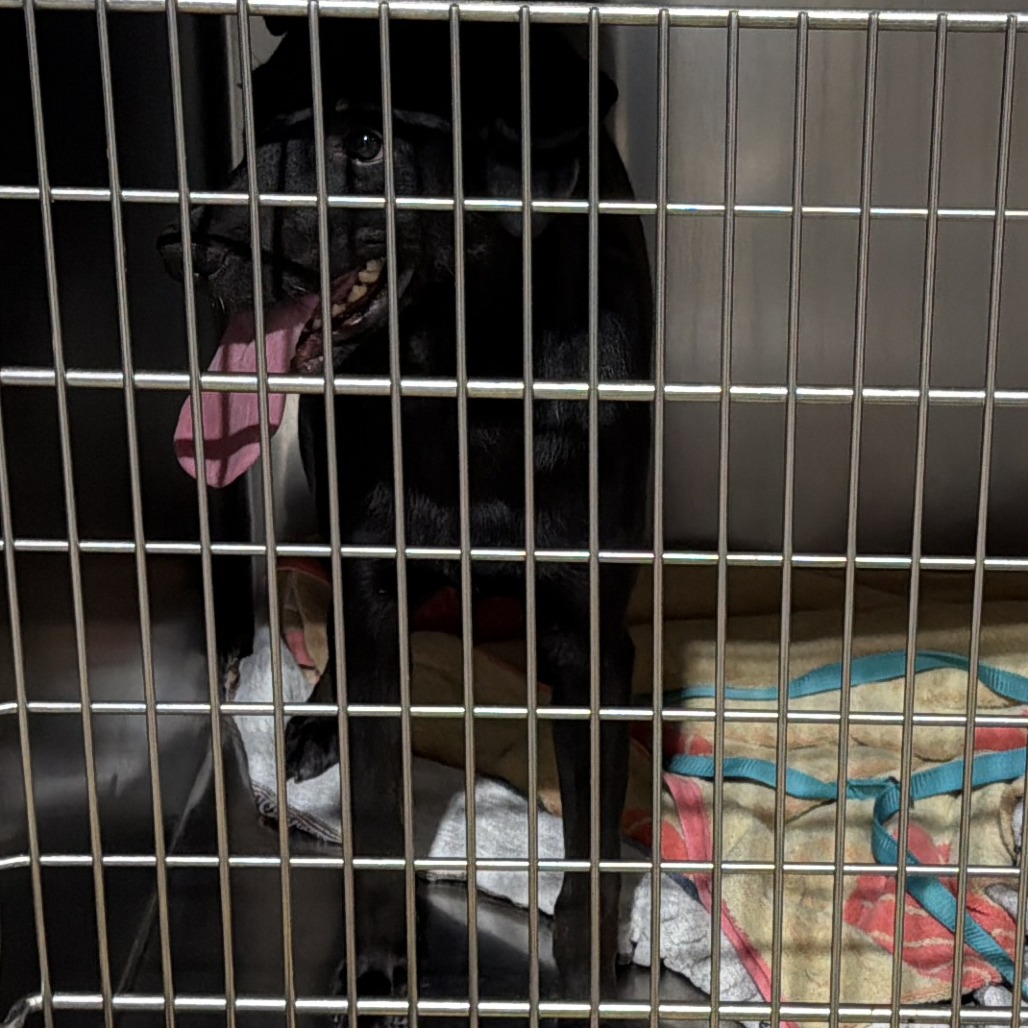 PUP 4 - Mixed Breed (Medium) available for adoption