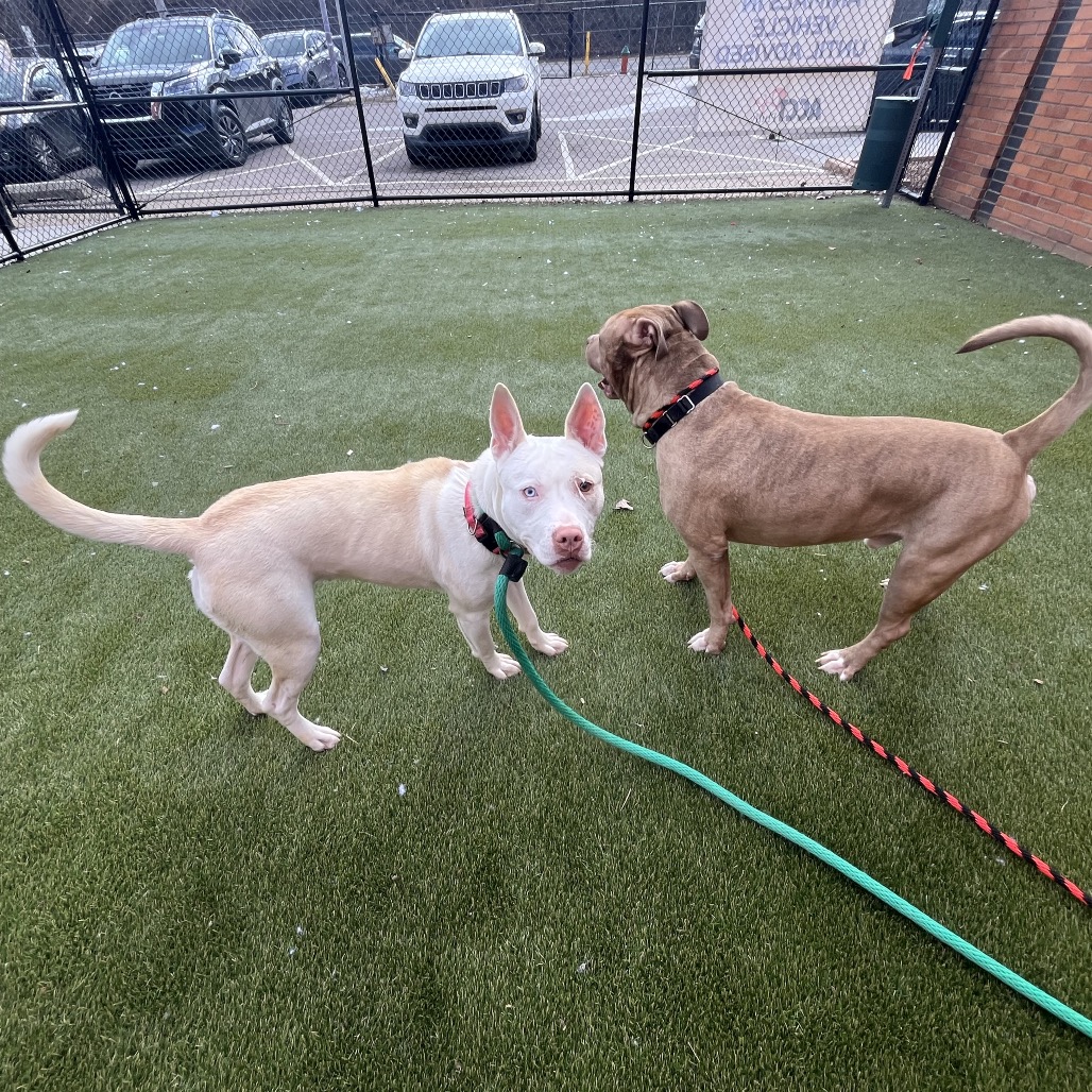 Snowball — thumbnail 2