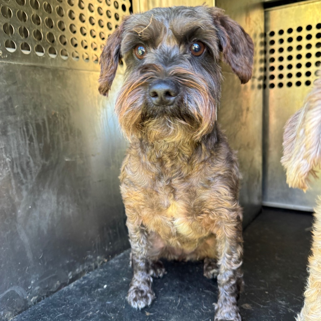 Schnauzer