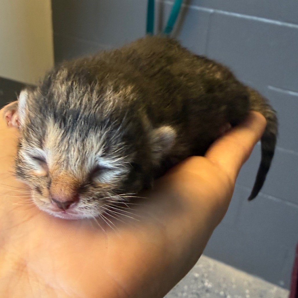 Tusc Stray 83919 2 3 4 5