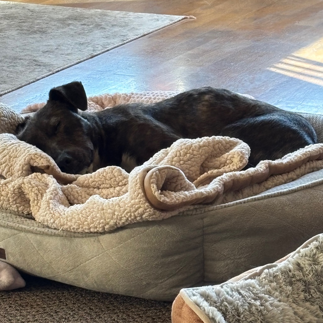 Phillis, photo 11