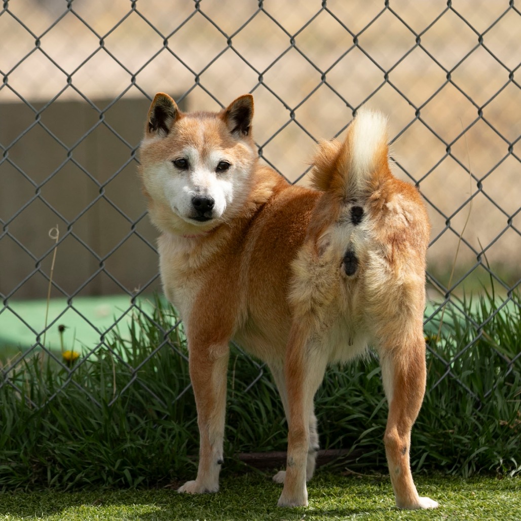 Smiley (MR26-336), photo 4