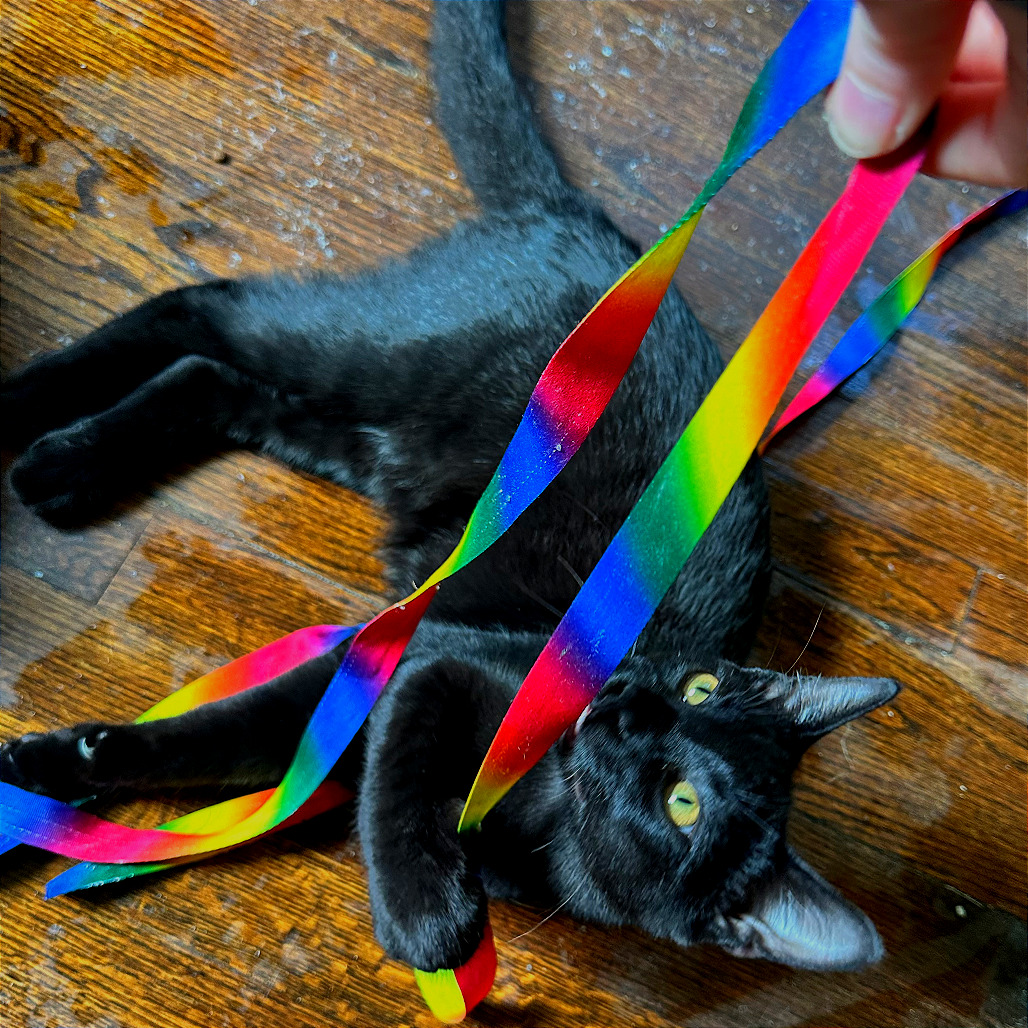 MURPHY - Domestic Shorthair available for adoption