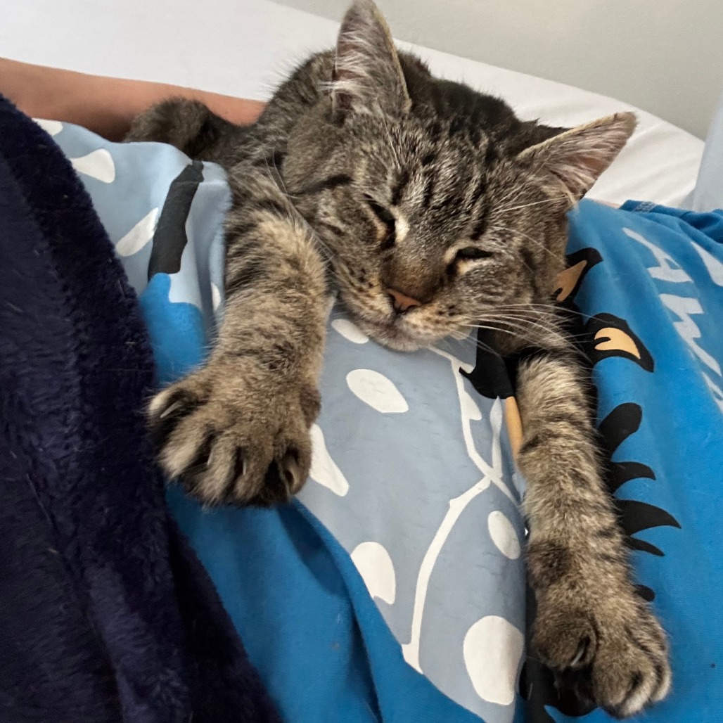 MEATBALL - Manx for adoption in Gresham