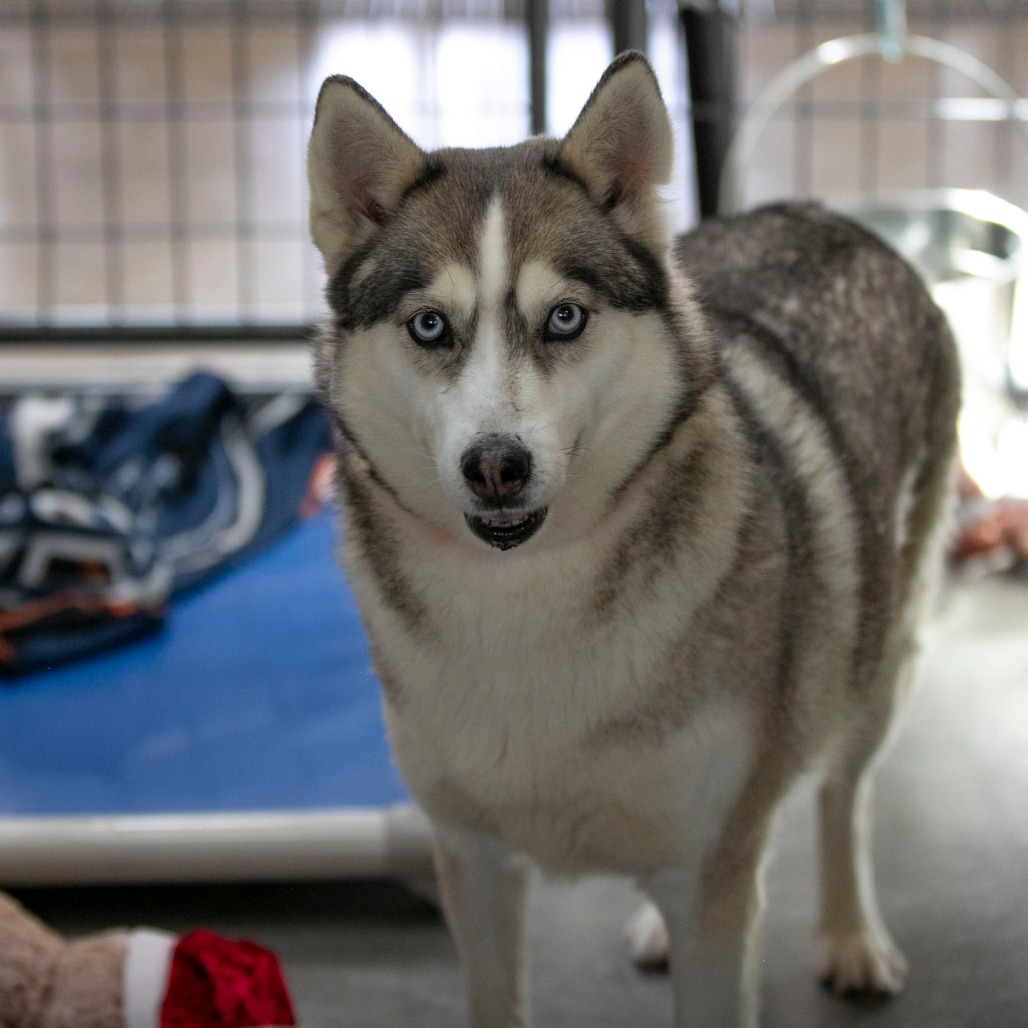 Daisy Jane (MR26-325), photo 5