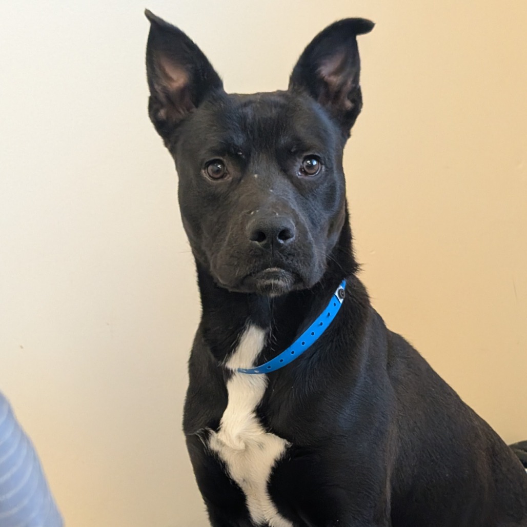 Littleman — thumbnail 4