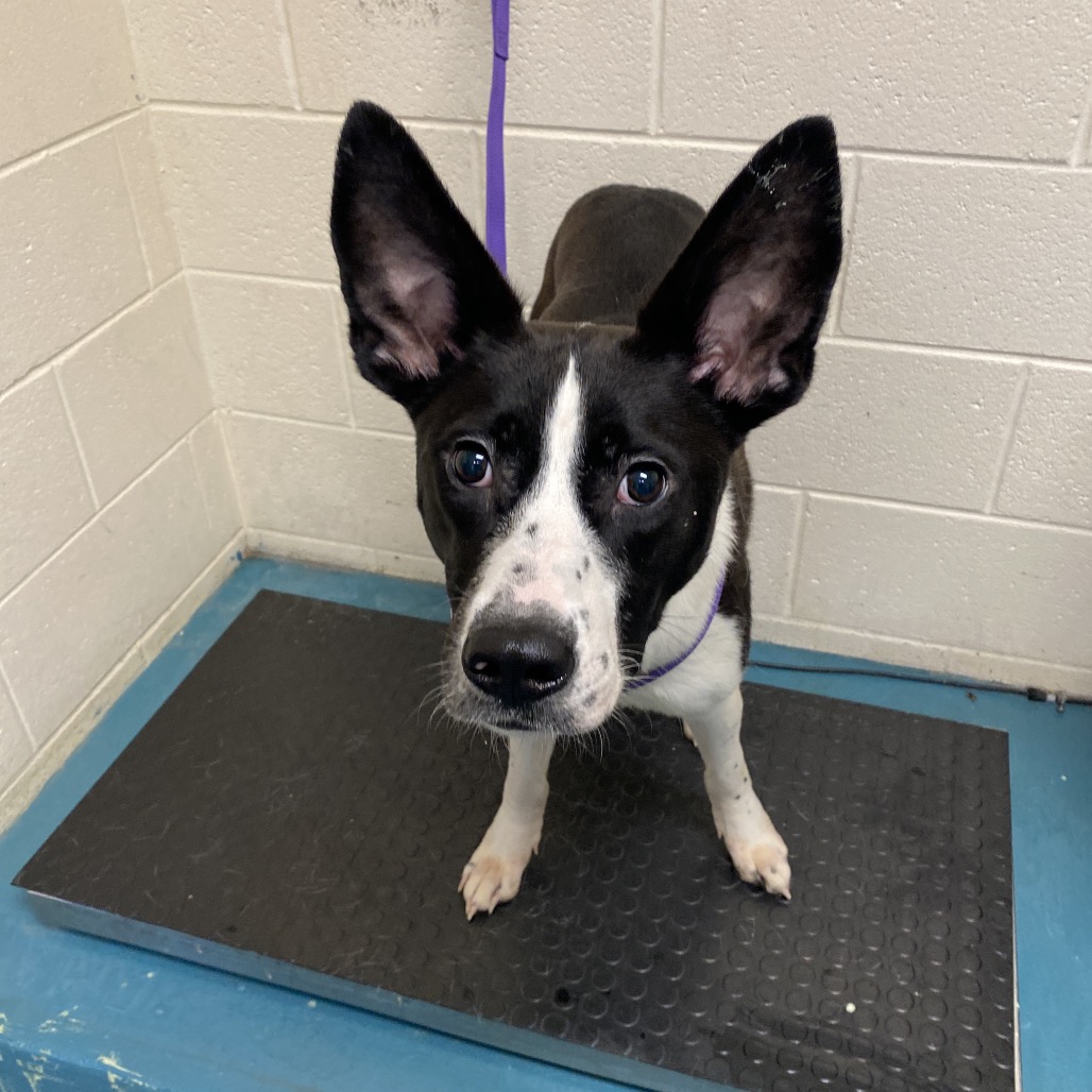 Kadence — thumbnail 2