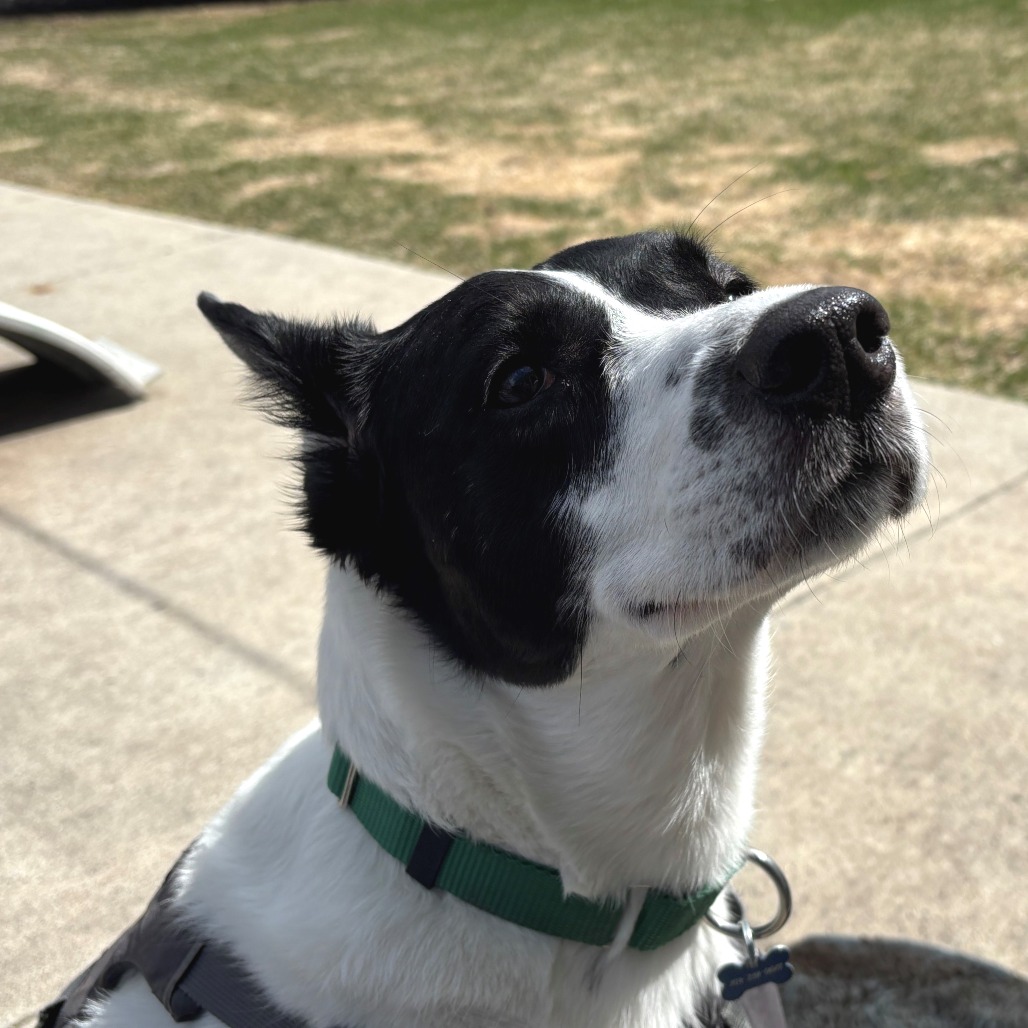 Brie--In Foster, photo 9