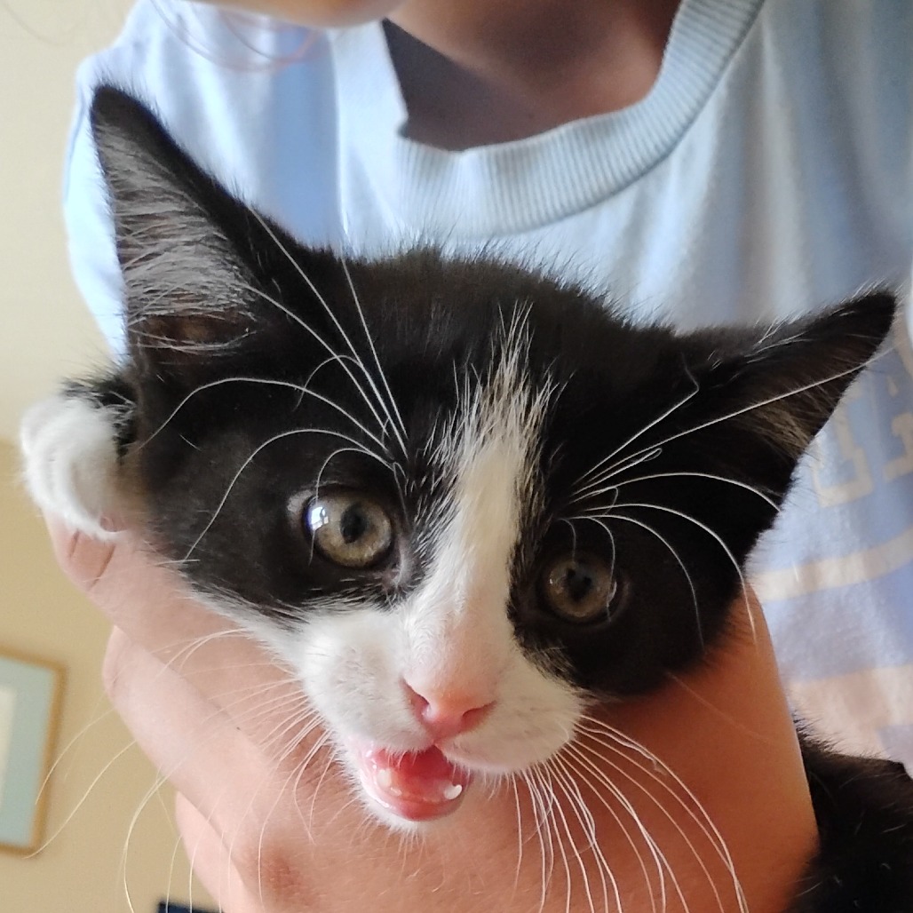 THING 1 - Domestic Shorthair available for adoption