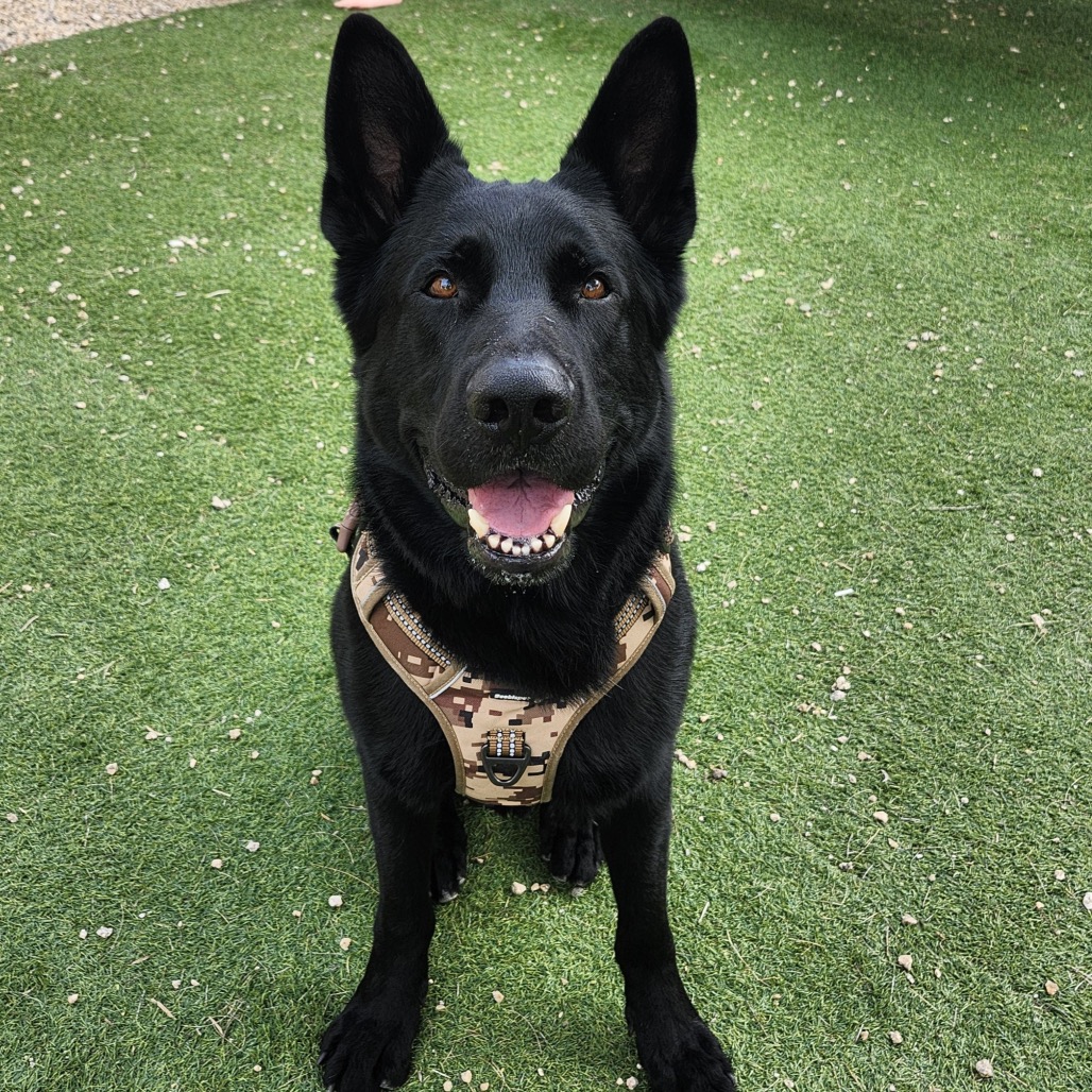 Maximus, photo 15