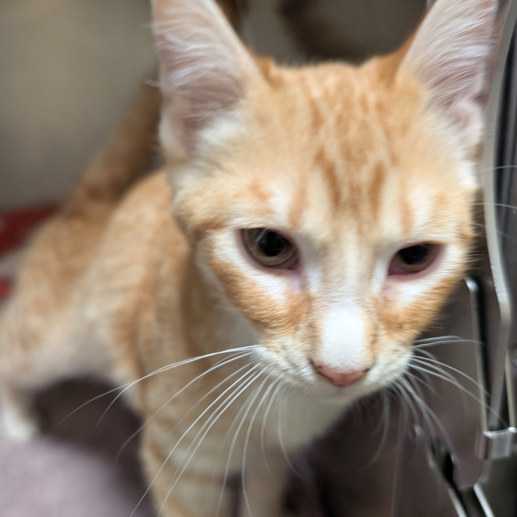MARRY - Domestic Shorthair available for adoption