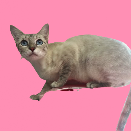Babette