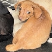 AMOS - Chihuahua available for adoption