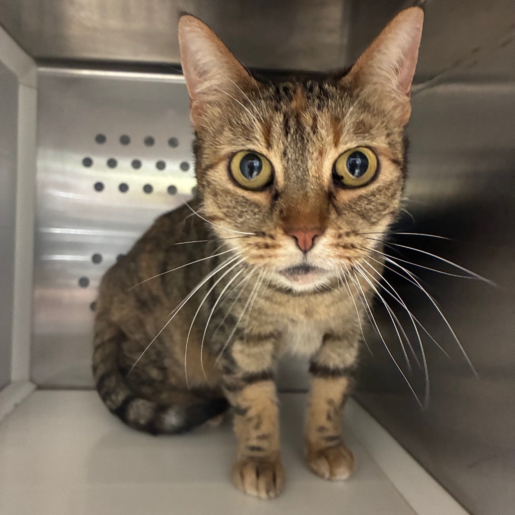 GALLETA (CLAWDIA) - Domestic Shorthair / Mix available for adoption