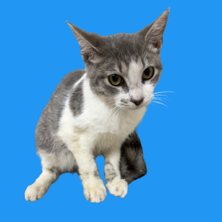  Photo of TUSC-Stray-82265