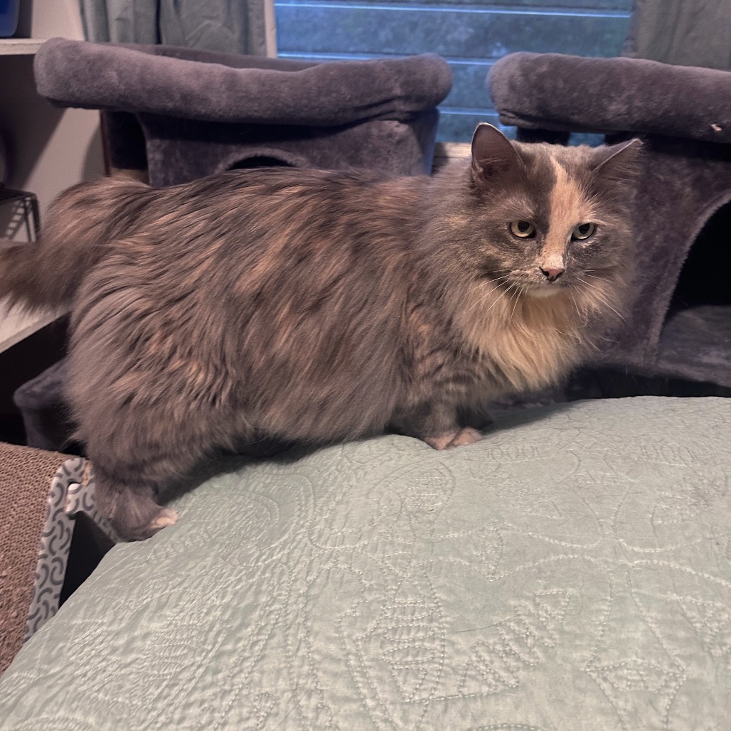 Goldie C3528 Bonded to Katelyn