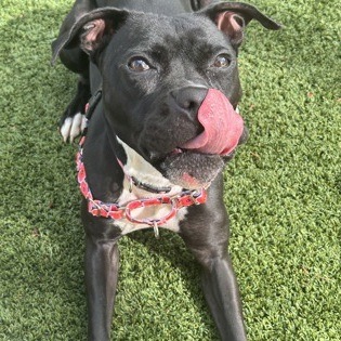 Pansy — thumbnail 9