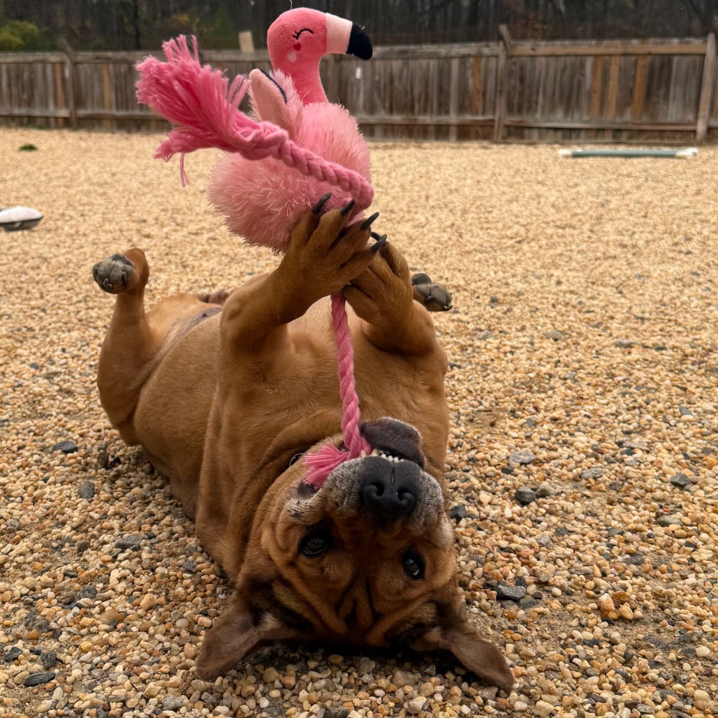 Zoey, photo 23