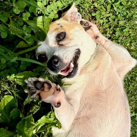 EGGSY - Chihuahua available for adoption