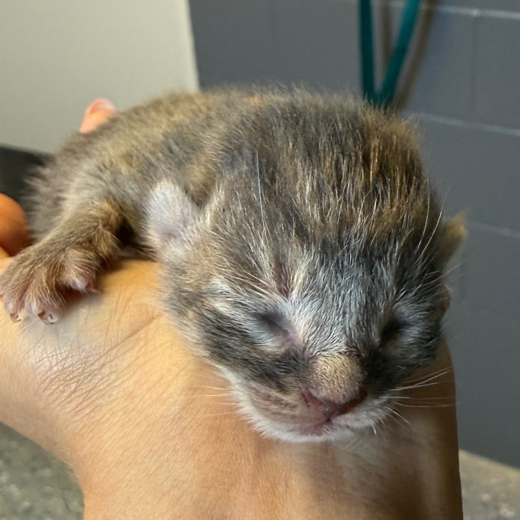 Tusc Stray 83919 2 3 4 5 6