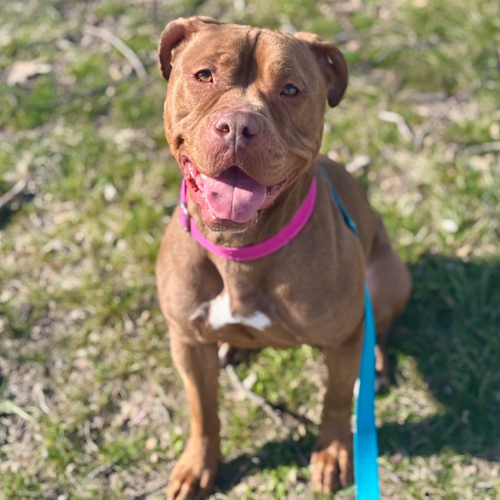 Red/Mahogany Terrier, American Pit Bull Dog