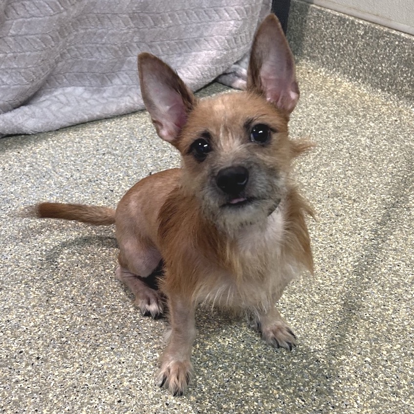 Gizmo - Chino Hills Location, photo 2