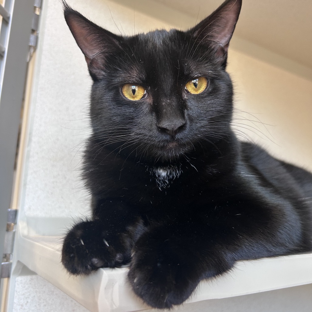 Opal - Domestic Shorthair