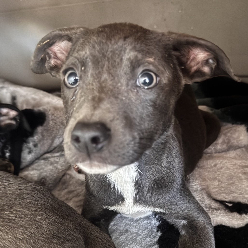 Serena, an adoptable dog at SPCA-BC