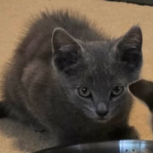 Frankie, available for adoption