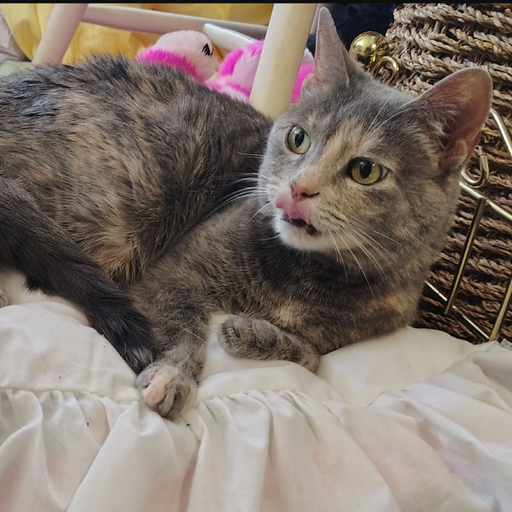 Tinker, a American Shorthair