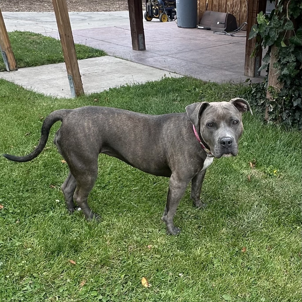 Koa