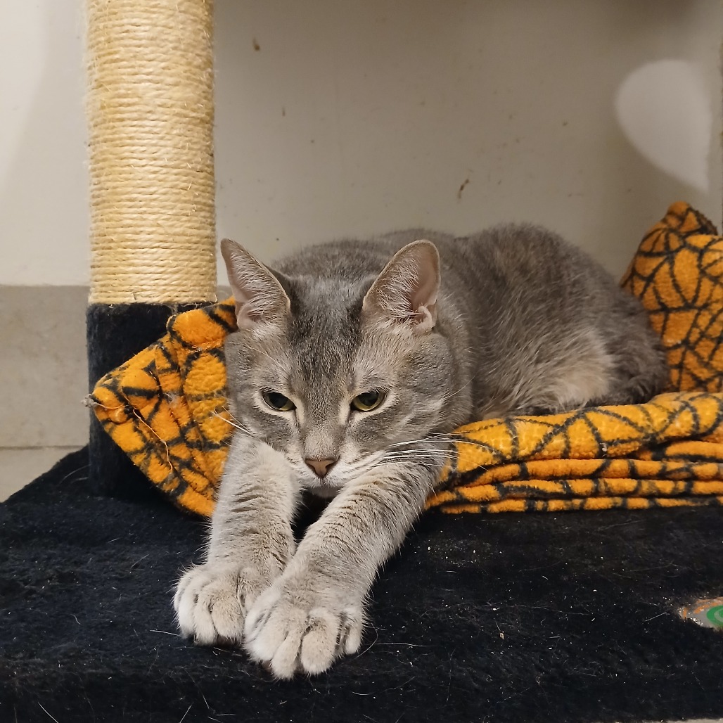 JACK - Domestic Shorthair available for adoption