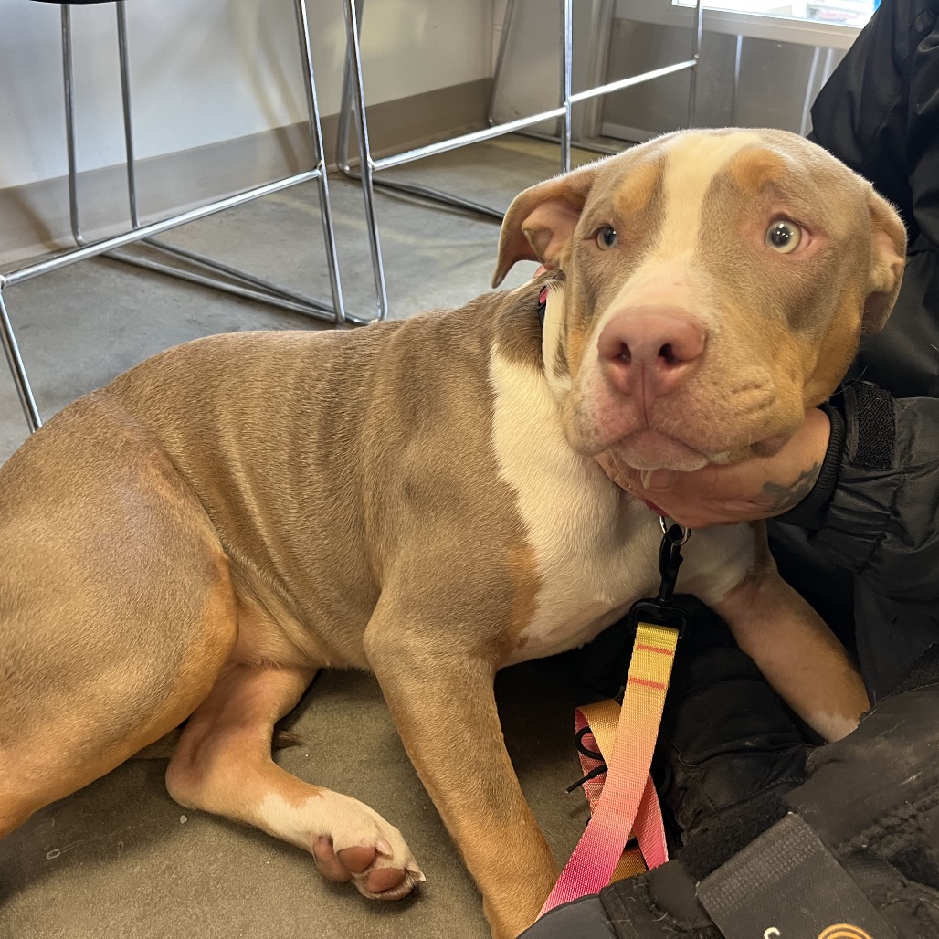 Photo of Roxie 3