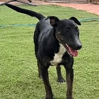 Photo of Harvey