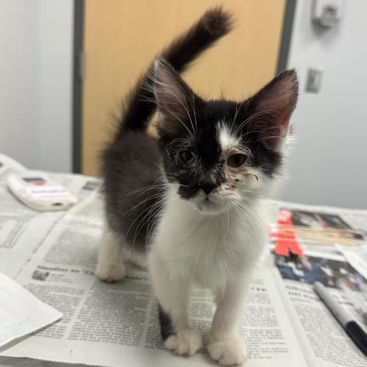 CLOVE - Domestic Shorthair available for adoption