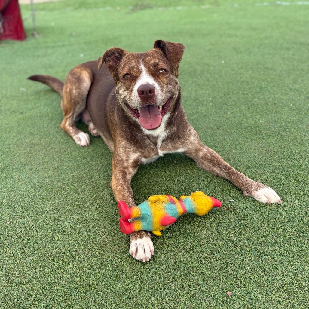 RAYA - PAWS - Mixed Breed (Medium) available for adoption