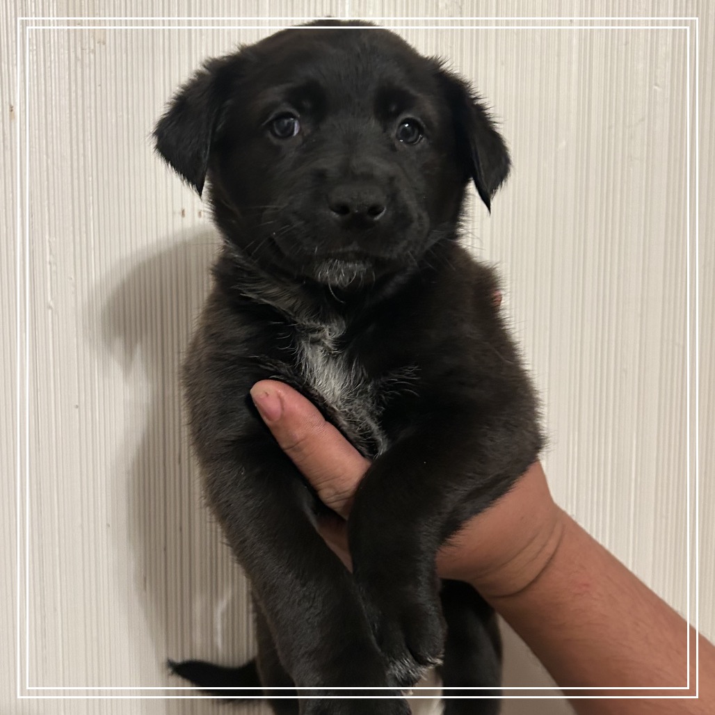 FWT TENNESSE - Retriever, Black Labrador / Collie, Border for adoption in Midland