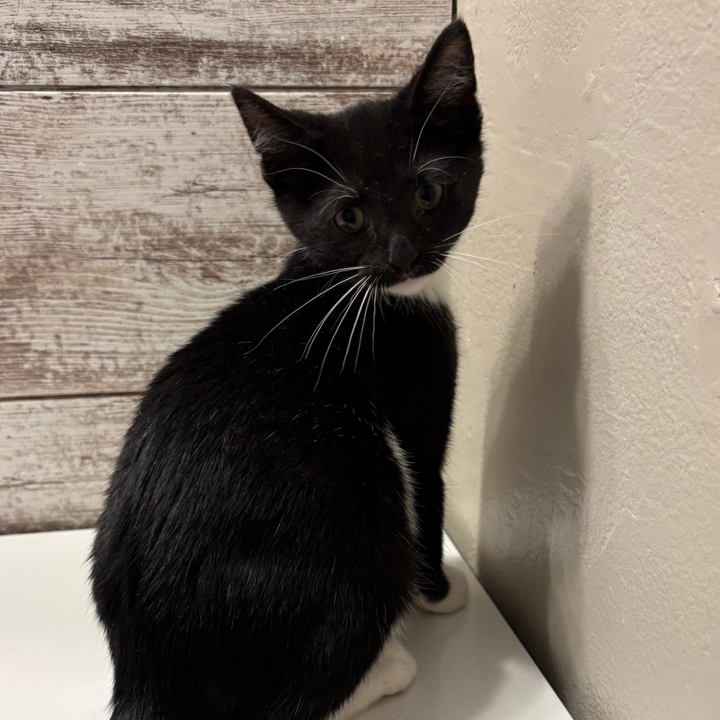 Sven, available for adoption