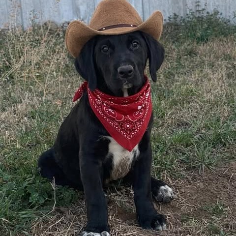 Photo of Annie Oakley "Ember"